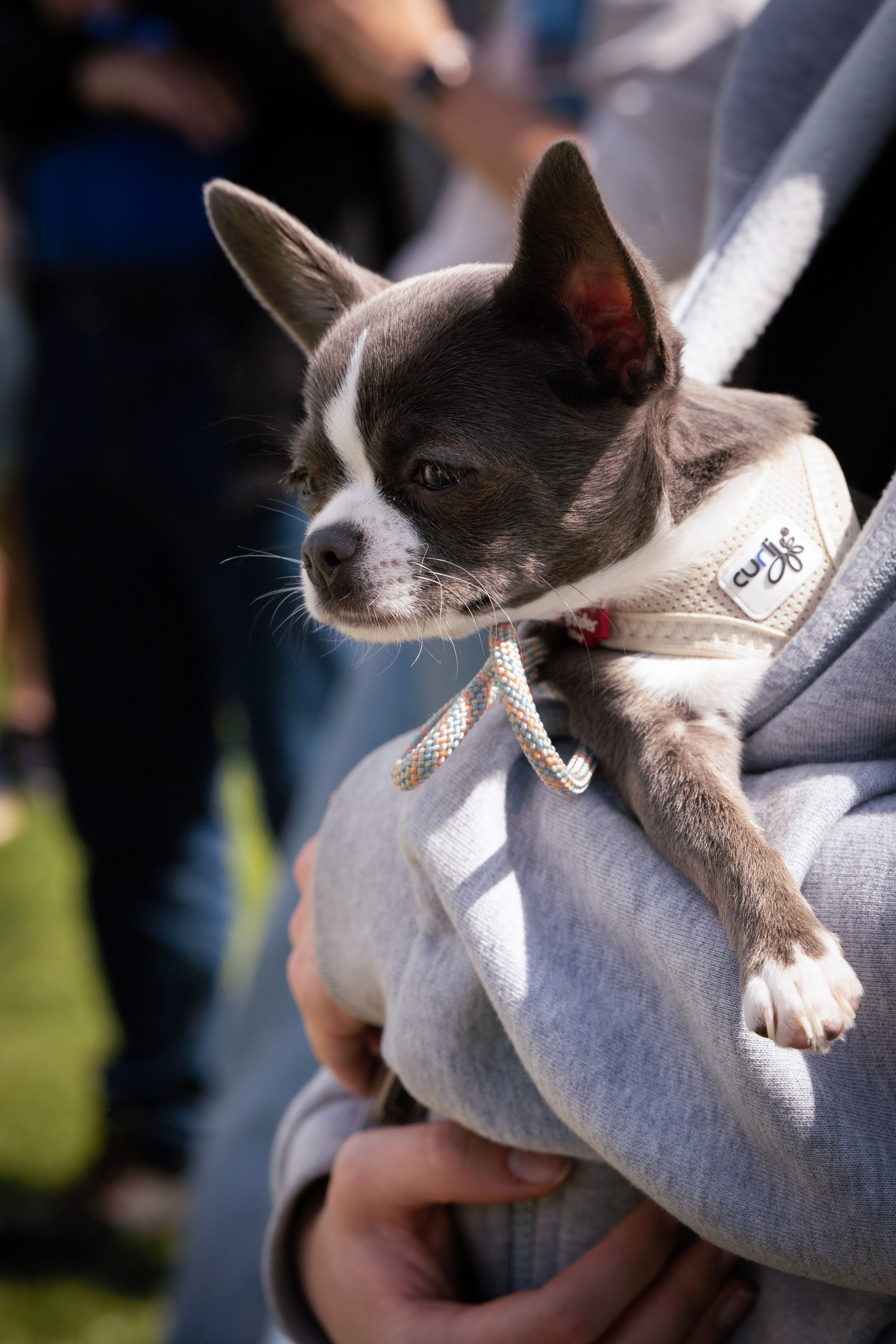 FOTO GALERIA- kwalifikacji do Mistrzostw Świata i Europy w Agility