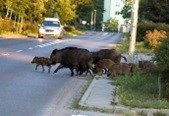 Zmiany w rozporządzeniach Wojewody Zachodniopomorskiego w sprawie odstrzału sanitarnego dzików na terenie województwa zachodniopomorskiego