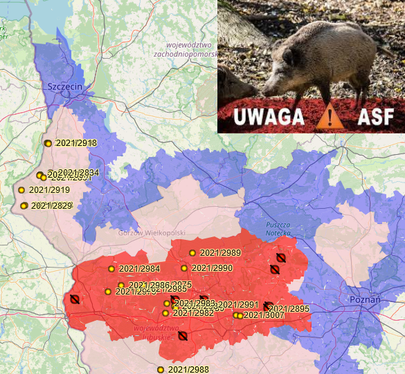 Zawiadomienie Powiatowego Lekarza Weterynarii. Gmina Dobra w obszarze objętym ograniczeniami stopnia I na mapie ASF.