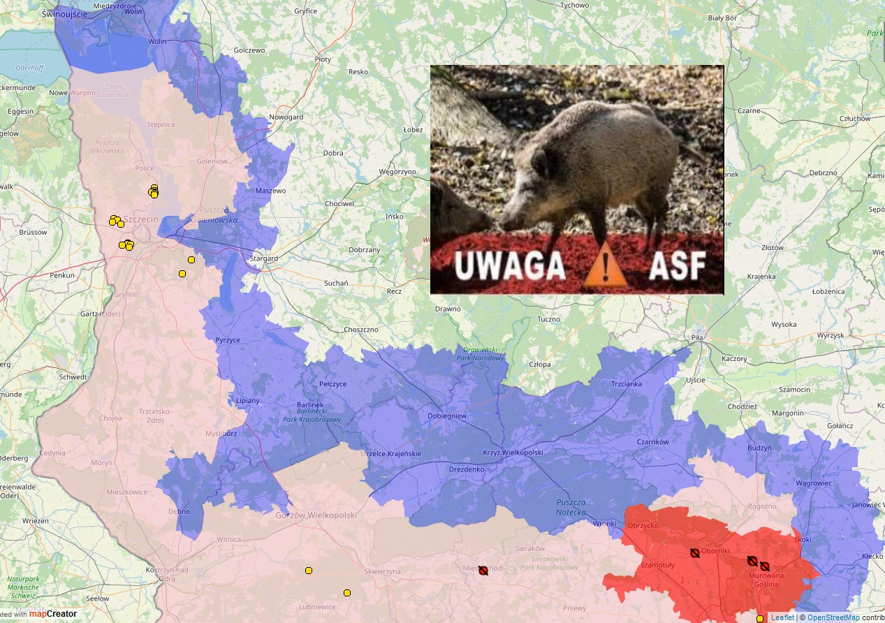 Gmina Dobra w strefie objętej zakażeniem afrykańskiego pomoru świń (ASF) u dzików